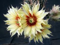 Thumbnail of 1407_Echinocereus papillosus_20120407(1).jpg